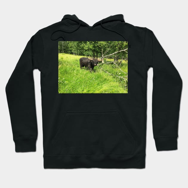 Scottish Highland Cattle Bull 2430 Hoodie by SaarelaHighland